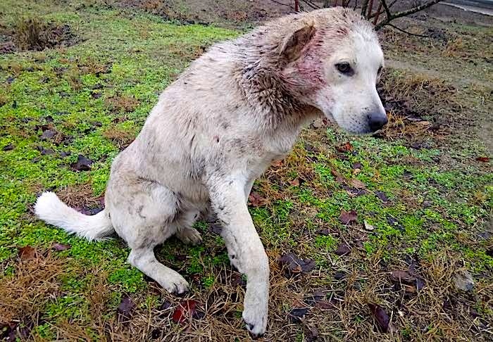 Чудом уцелевшая дворовая дворняга сильно покусана