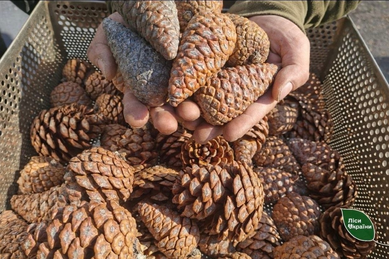 В Ізмаїлі вперше зібрали врожай рідкісної сосни, що в майбутньому стане основою лісів півдня України