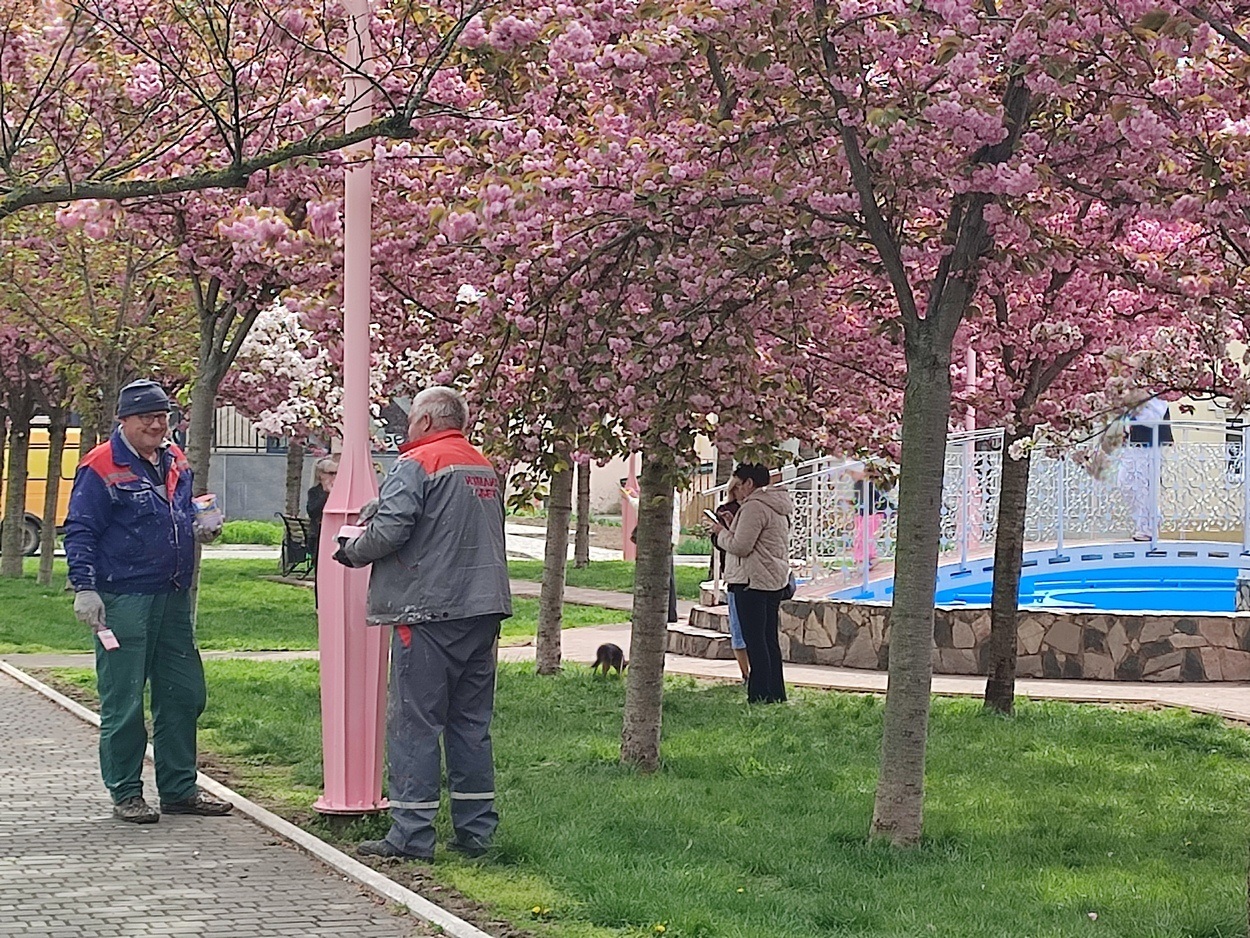 В Ізмаїлі почали квітнути сакури (ФОТО)