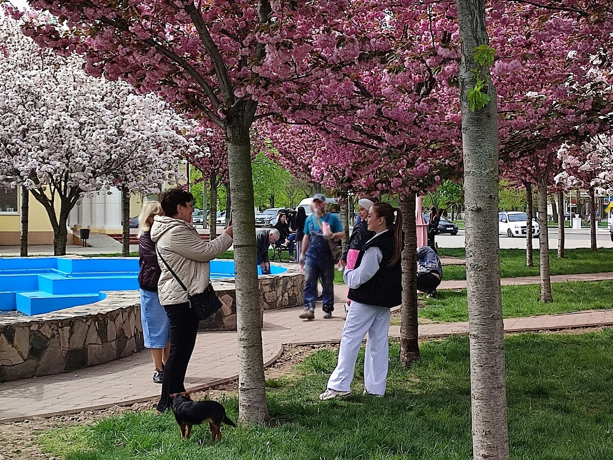 В Ізмаїлі почали квітнути сакури (ФОТО)