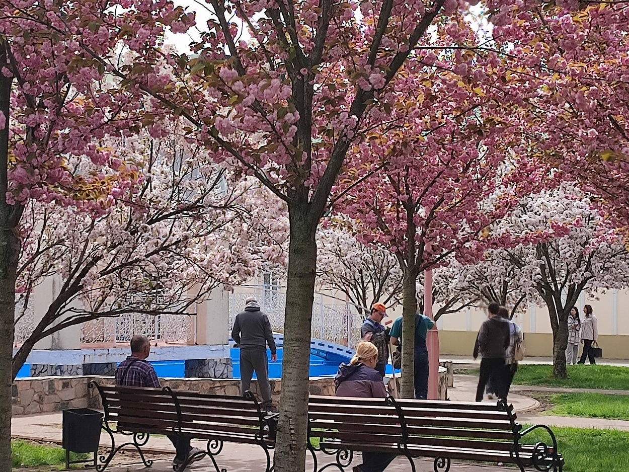 В Ізмаїлі почали квітнути сакури (ФОТО)