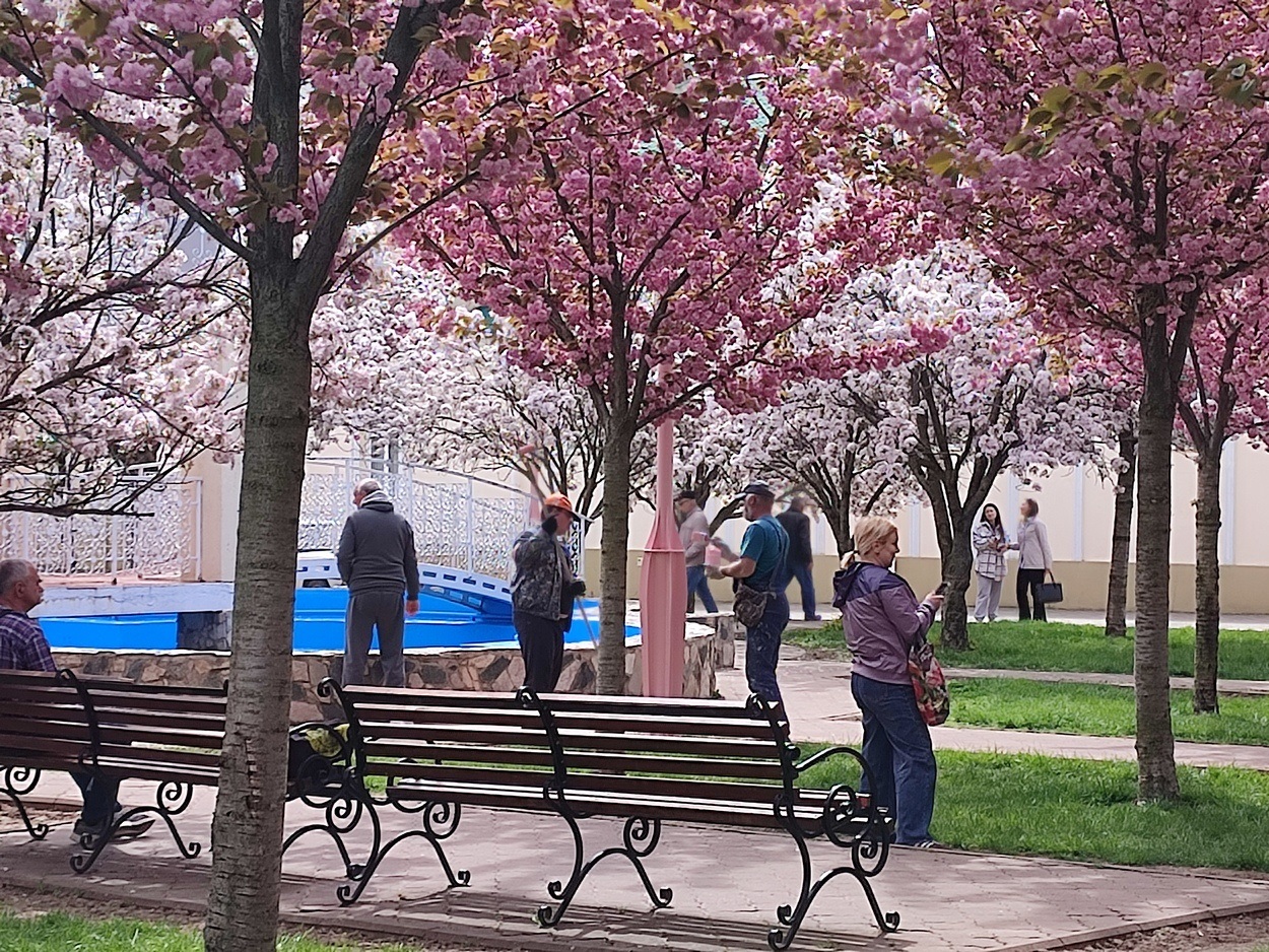 В Ізмаїлі почали квітнути сакури (ФОТО)