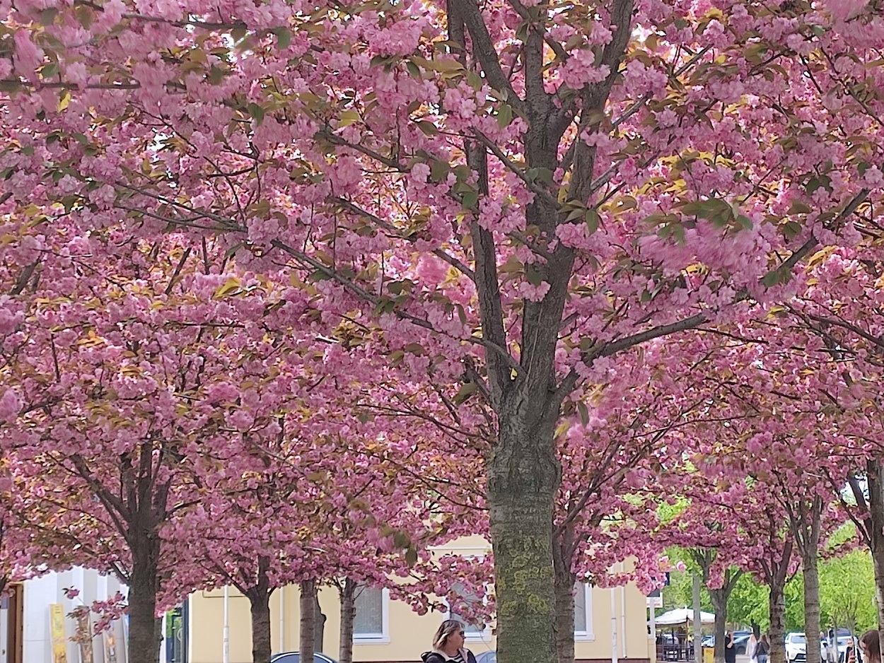 В Ізмаїлі почали квітнути сакури (ФОТО)