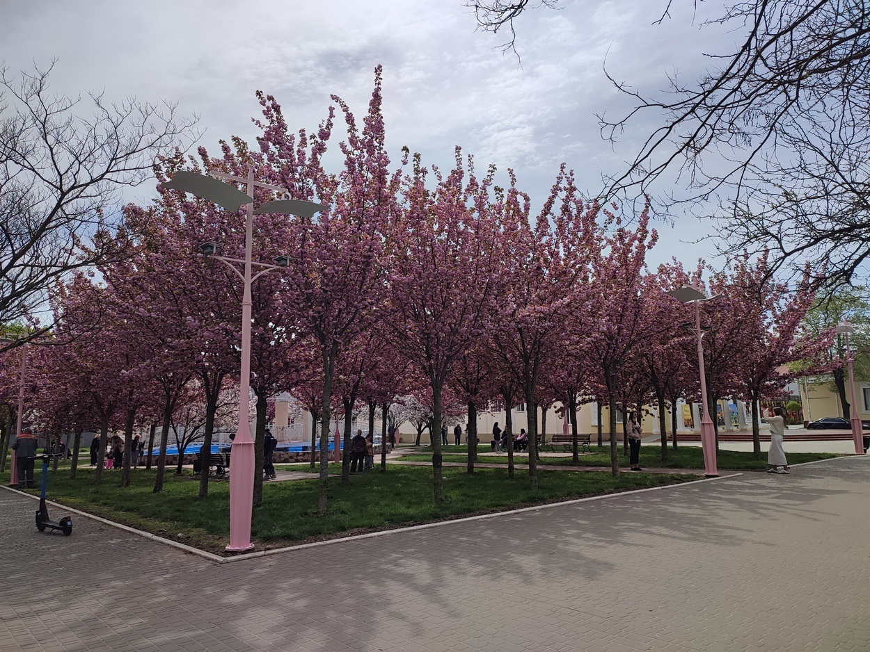 В Ізмаїлі почали квітнути сакури (ФОТО)