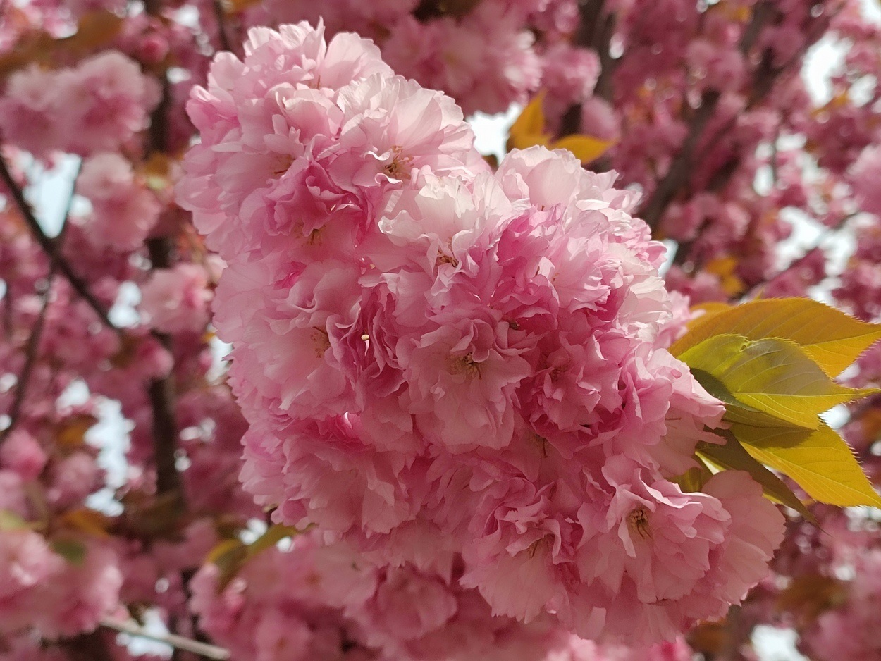 В Ізмаїлі почали квітнути сакури (ФОТО)