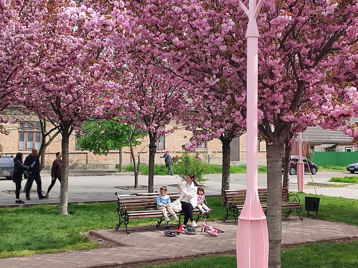 В Ізмаїлі почали квітнути сакури (ФОТО)