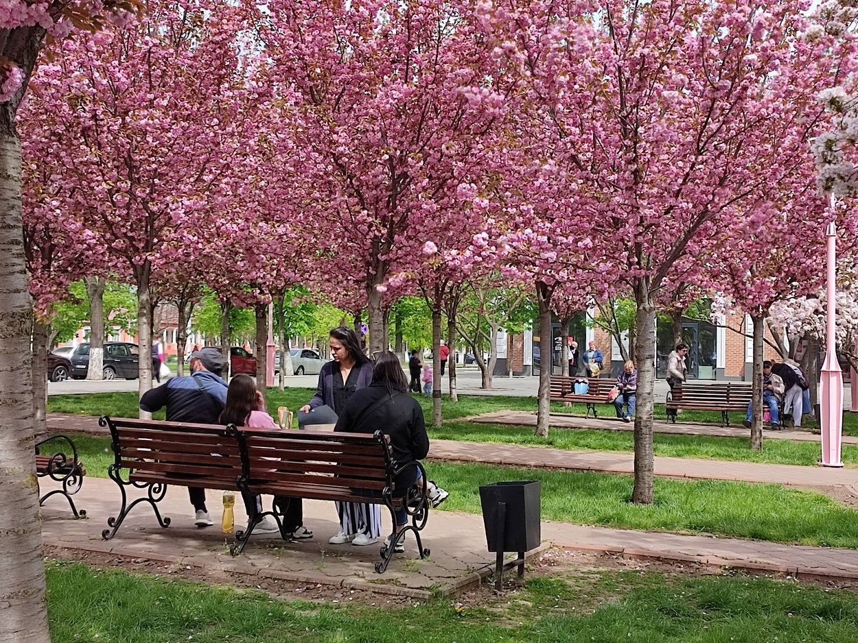 В Ізмаїлі почали квітнути сакури (ФОТО)