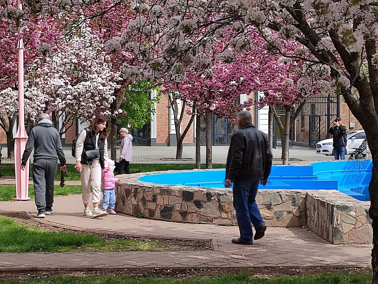 В Ізмаїлі почали квітнути сакури (ФОТО)