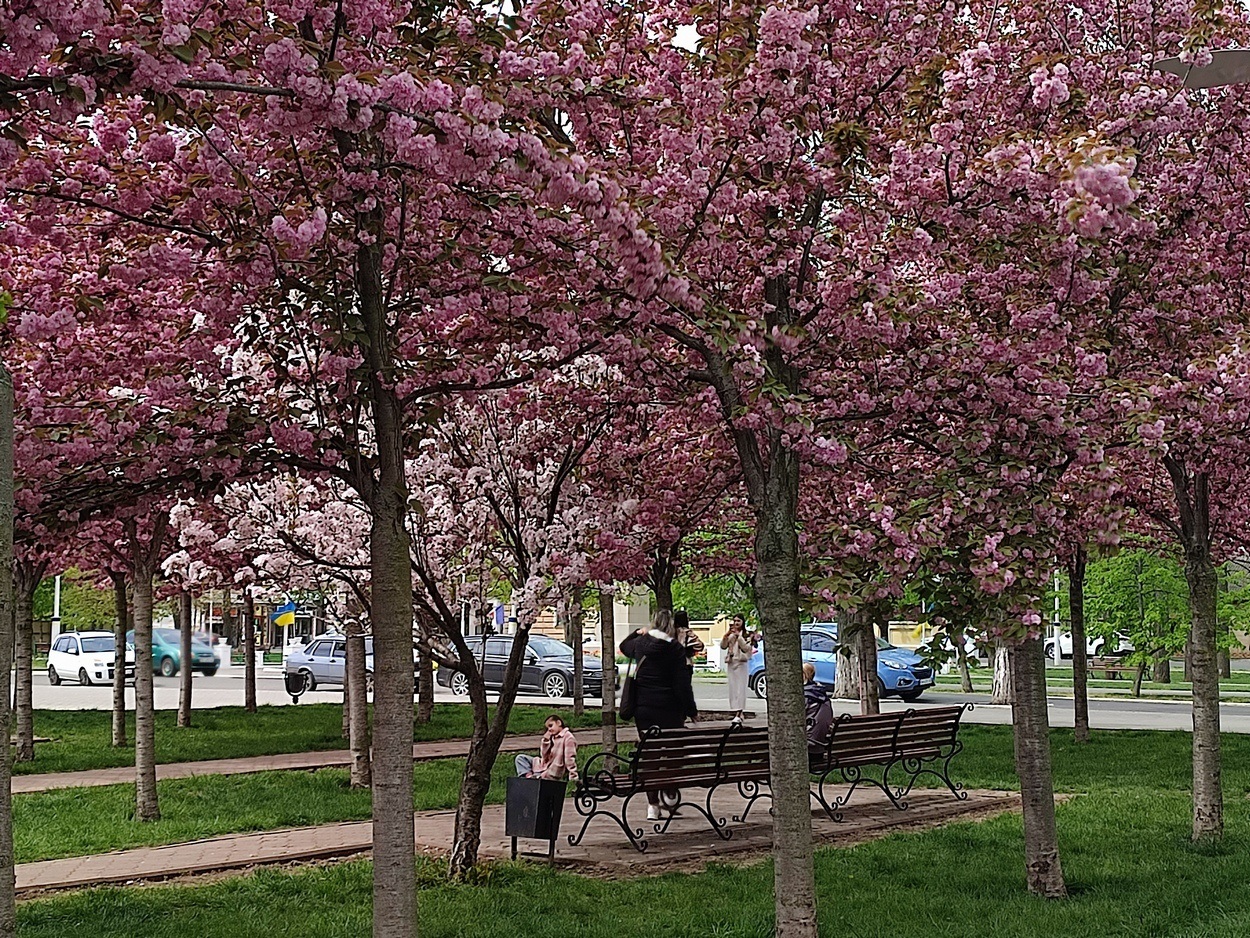 В Ізмаїлі почали квітнути сакури (ФОТО)