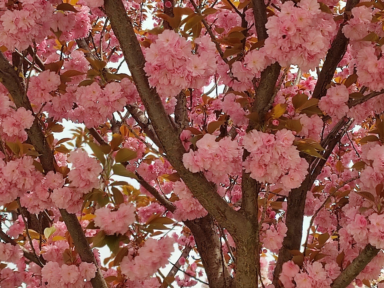 В Ізмаїлі почали квітнути сакури (ФОТО)