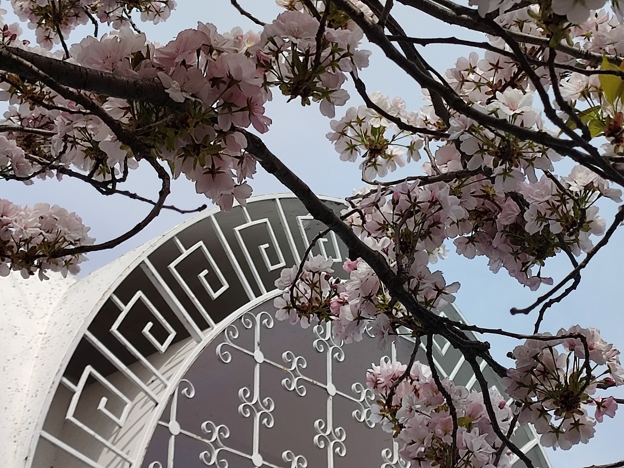 В Ізмаїлі почали квітнути сакури (ФОТО)