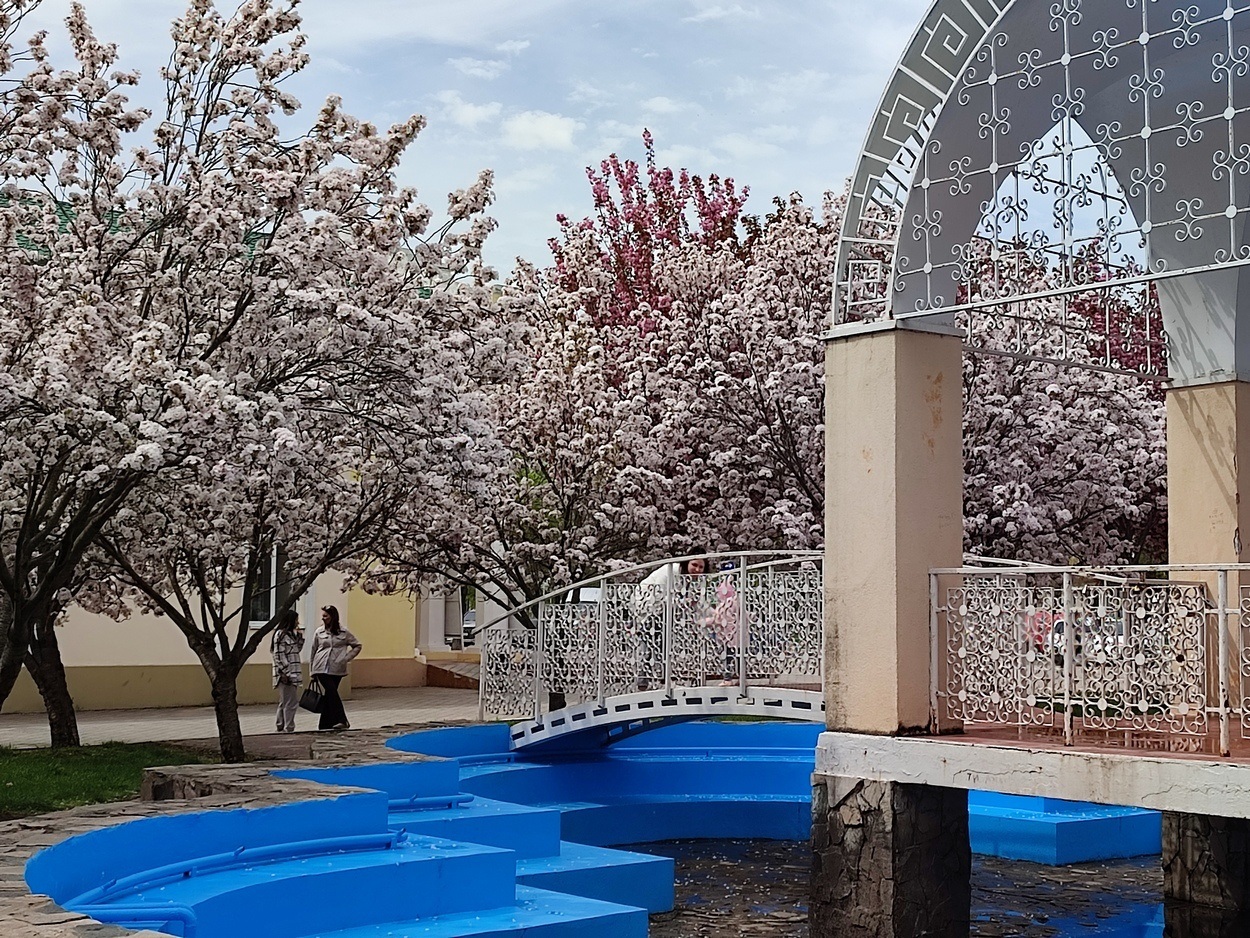 В Ізмаїлі почали квітнути сакури (ФОТО)