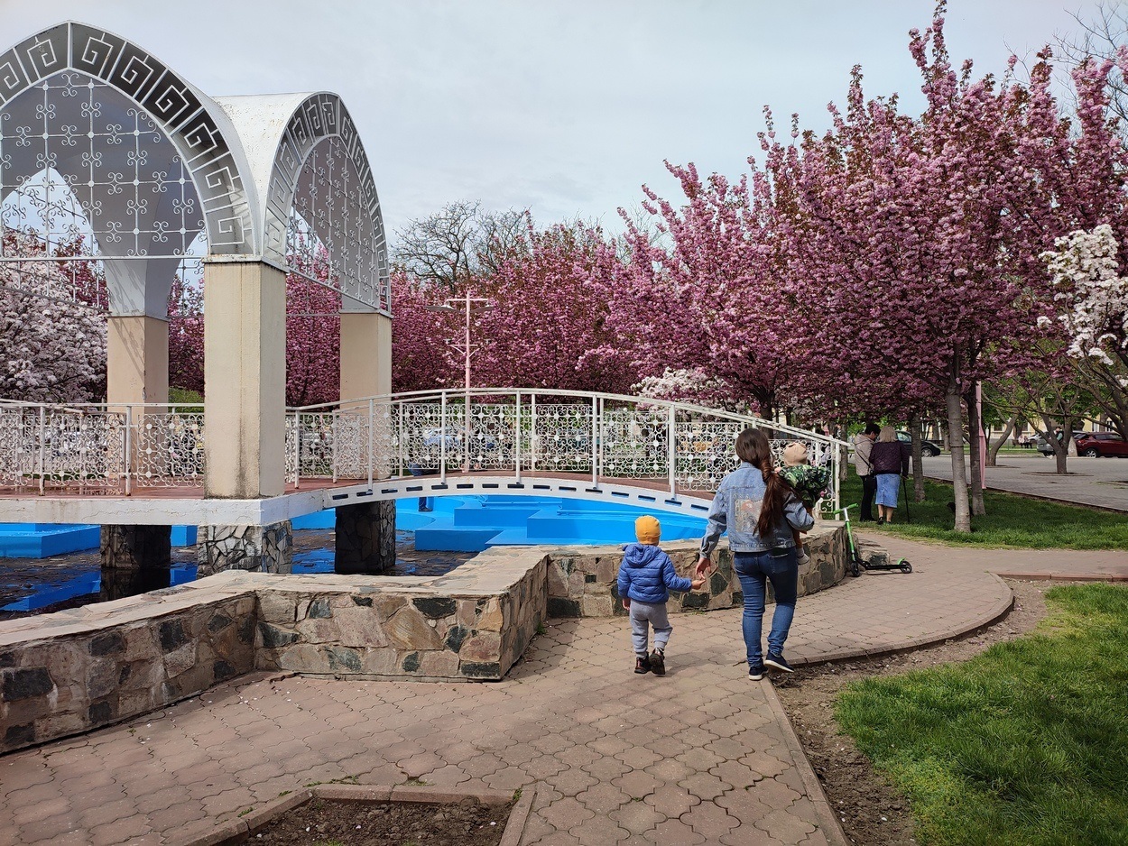 В Ізмаїлі почали квітнути сакури (ФОТО)