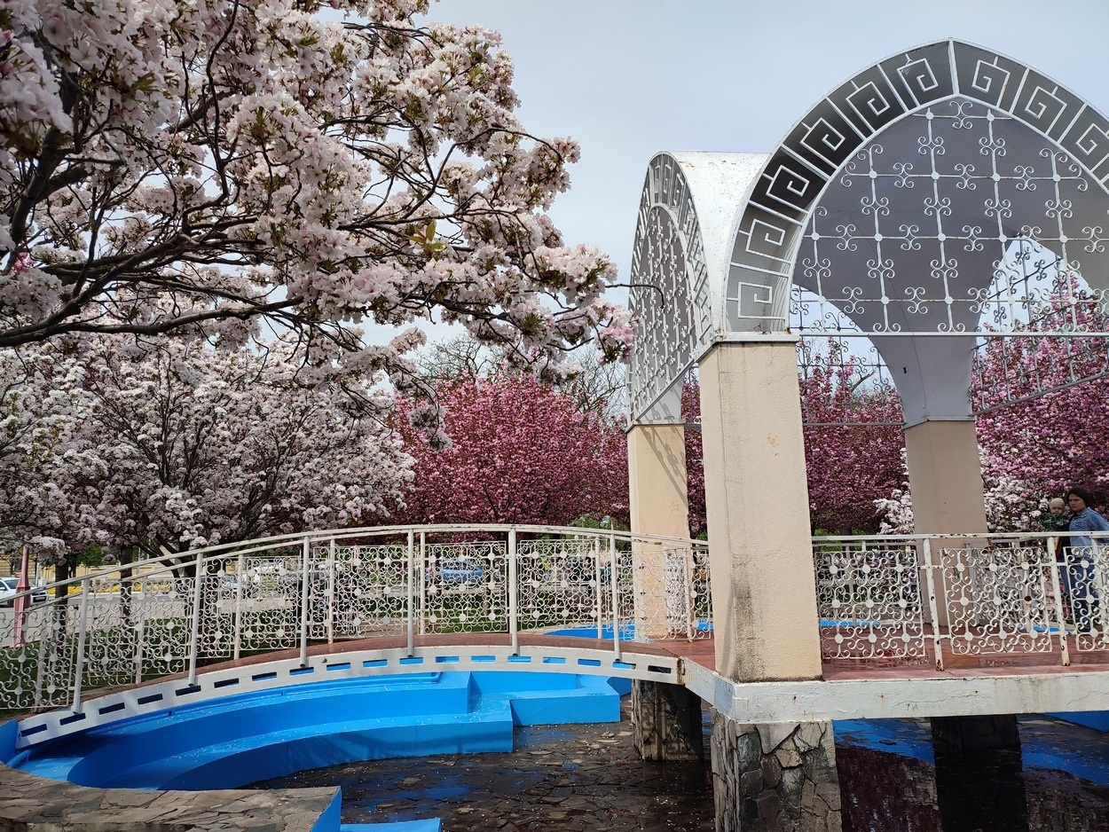 В Ізмаїлі почали квітнути сакури (ФОТО)