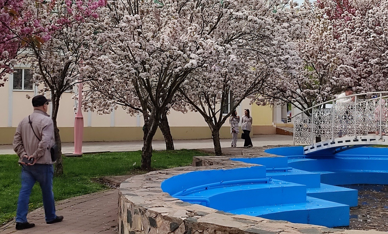 В Ізмаїлі почали квітнути сакури (ФОТО)