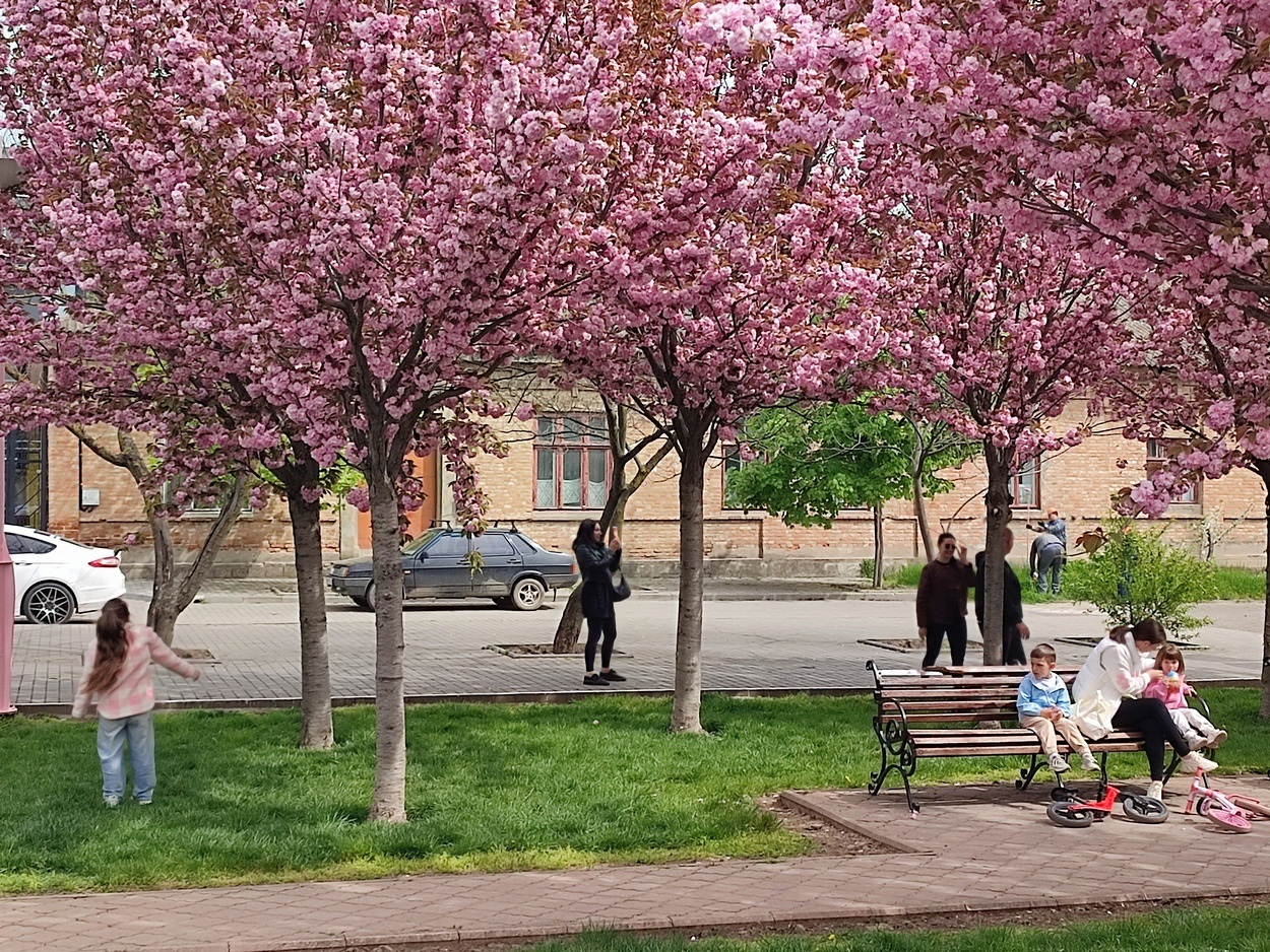В Ізмаїлі почали квітнути сакури (ФОТО)