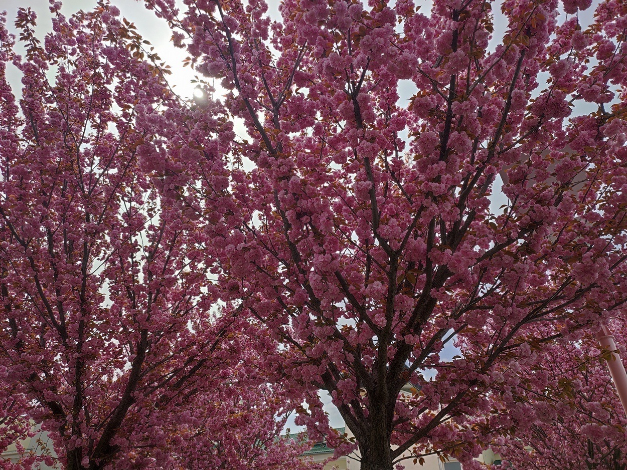 В Ізмаїлі почали квітнути сакури (ФОТО)