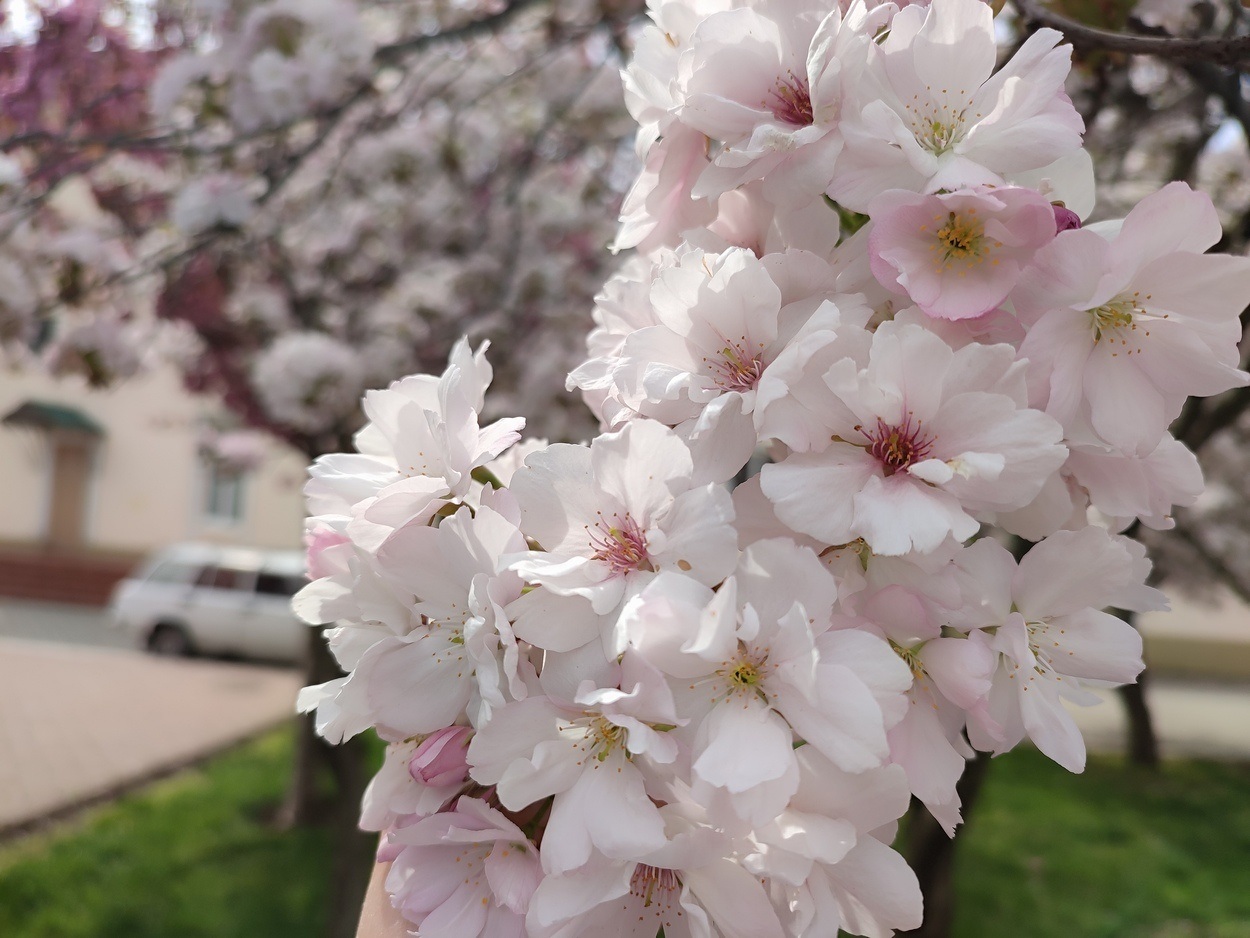 В Ізмаїлі почали квітнути сакури (ФОТО)