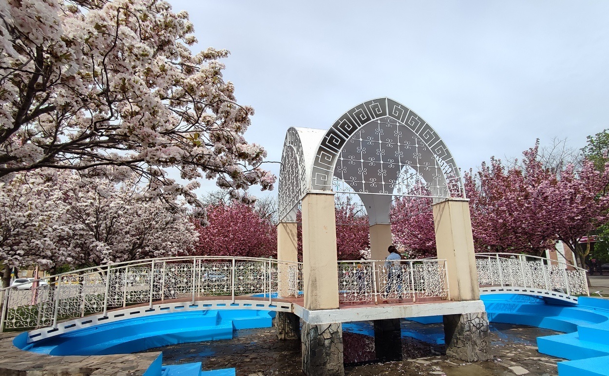 В Ізмаїлі почали квітнути сакури (ФОТО)