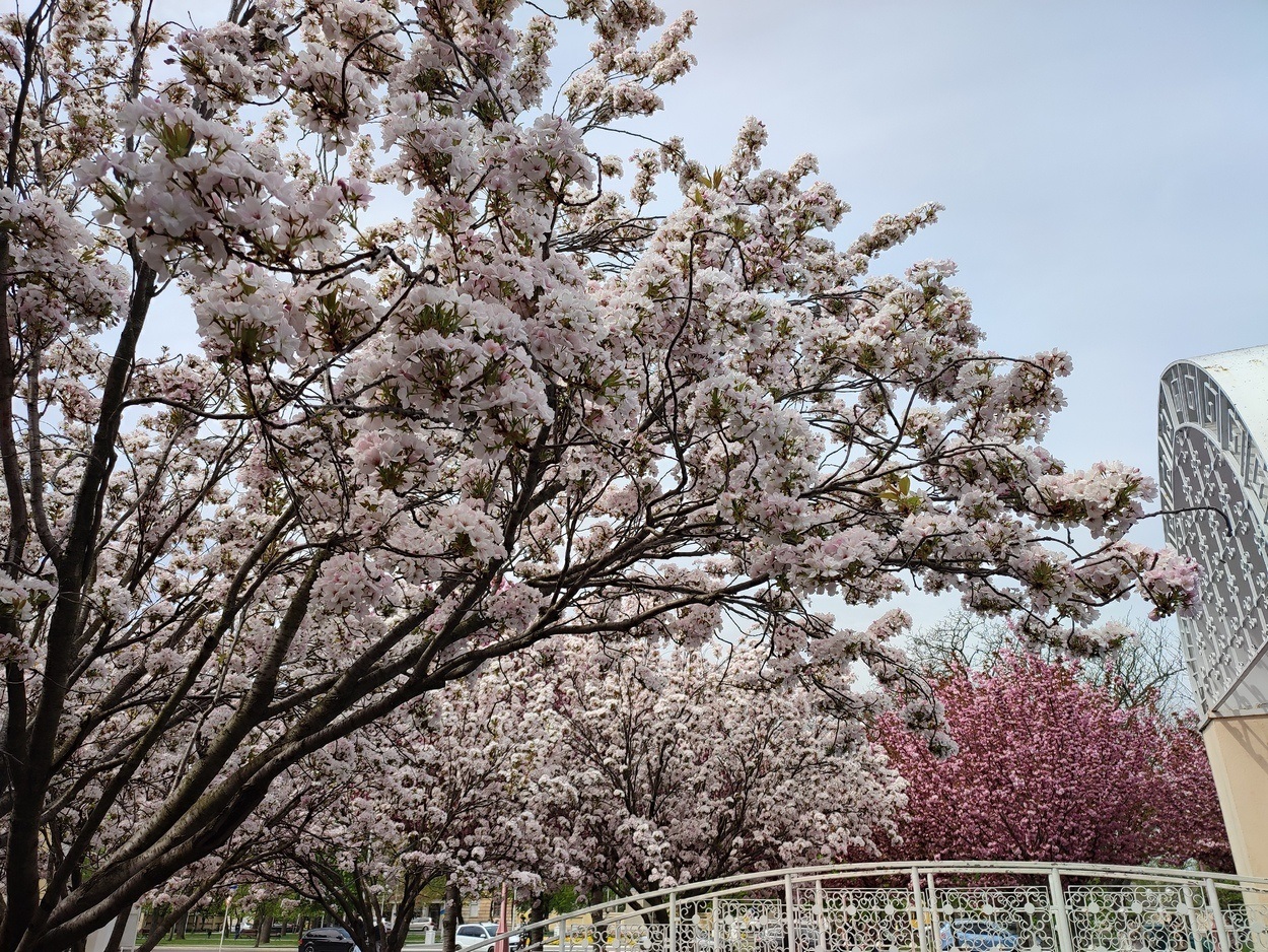 В Ізмаїлі почали квітнути сакури (ФОТО)