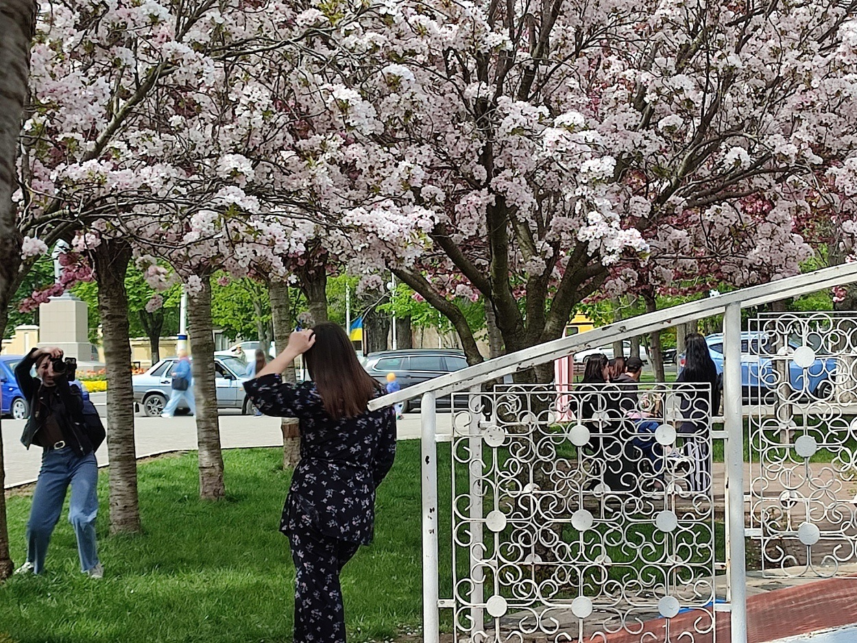 В Ізмаїлі почали квітнути сакури (ФОТО)