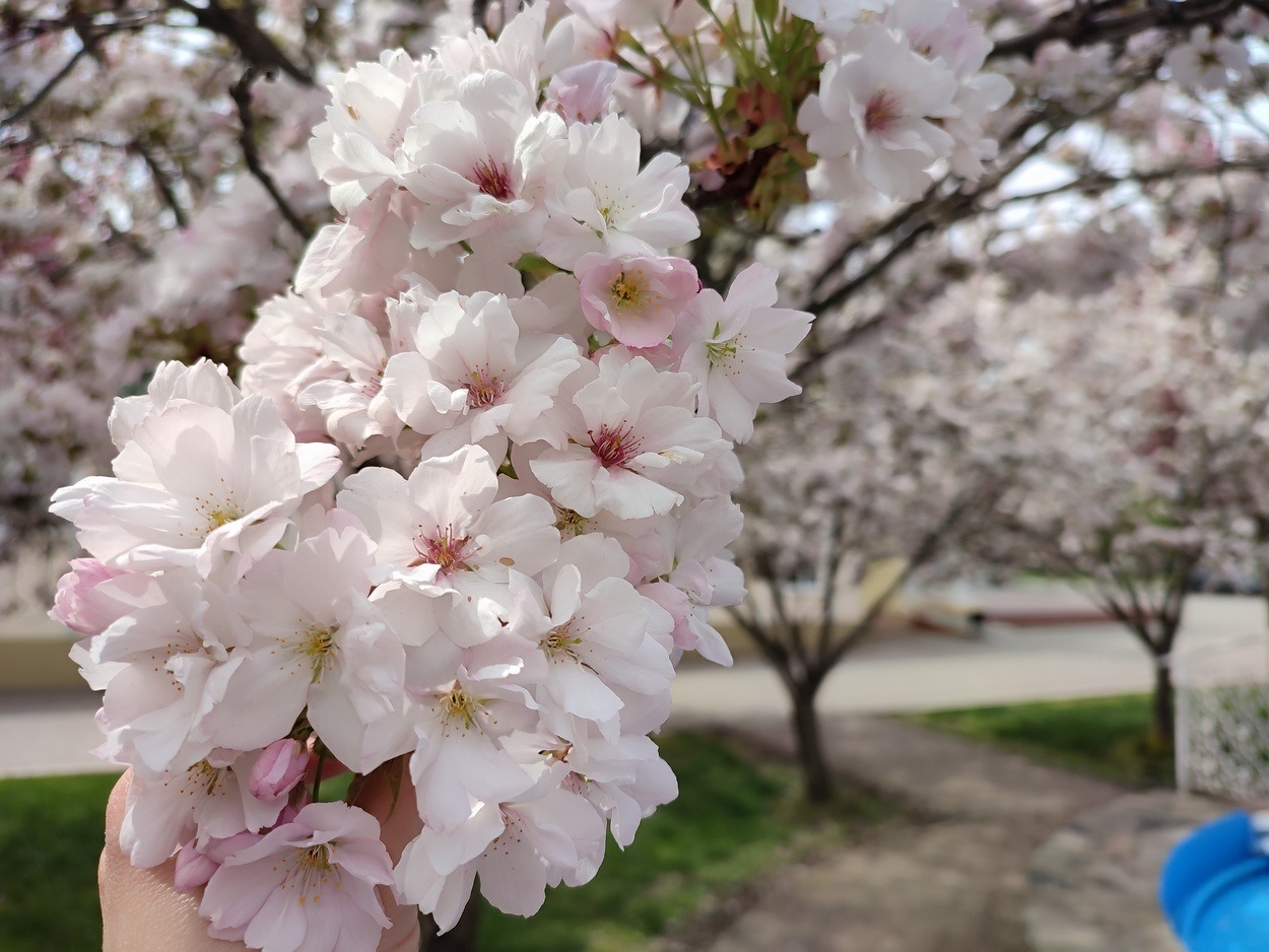 В Ізмаїлі почали квітнути сакури (ФОТО)