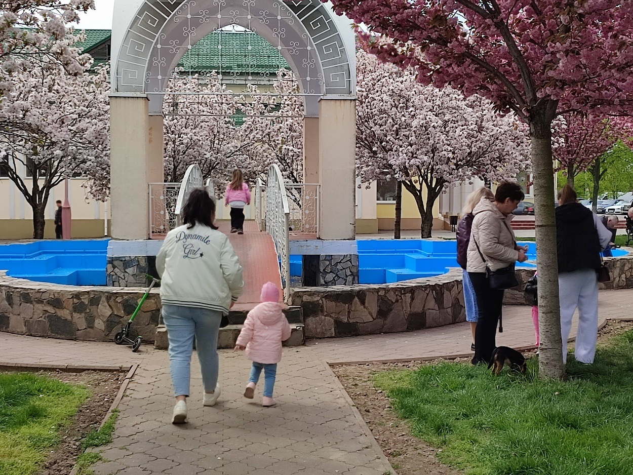 В Ізмаїлі почали квітнути сакури (ФОТО)