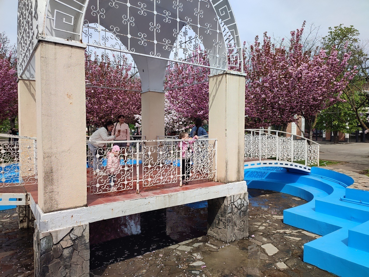 В Ізмаїлі почали квітнути сакури (ФОТО)