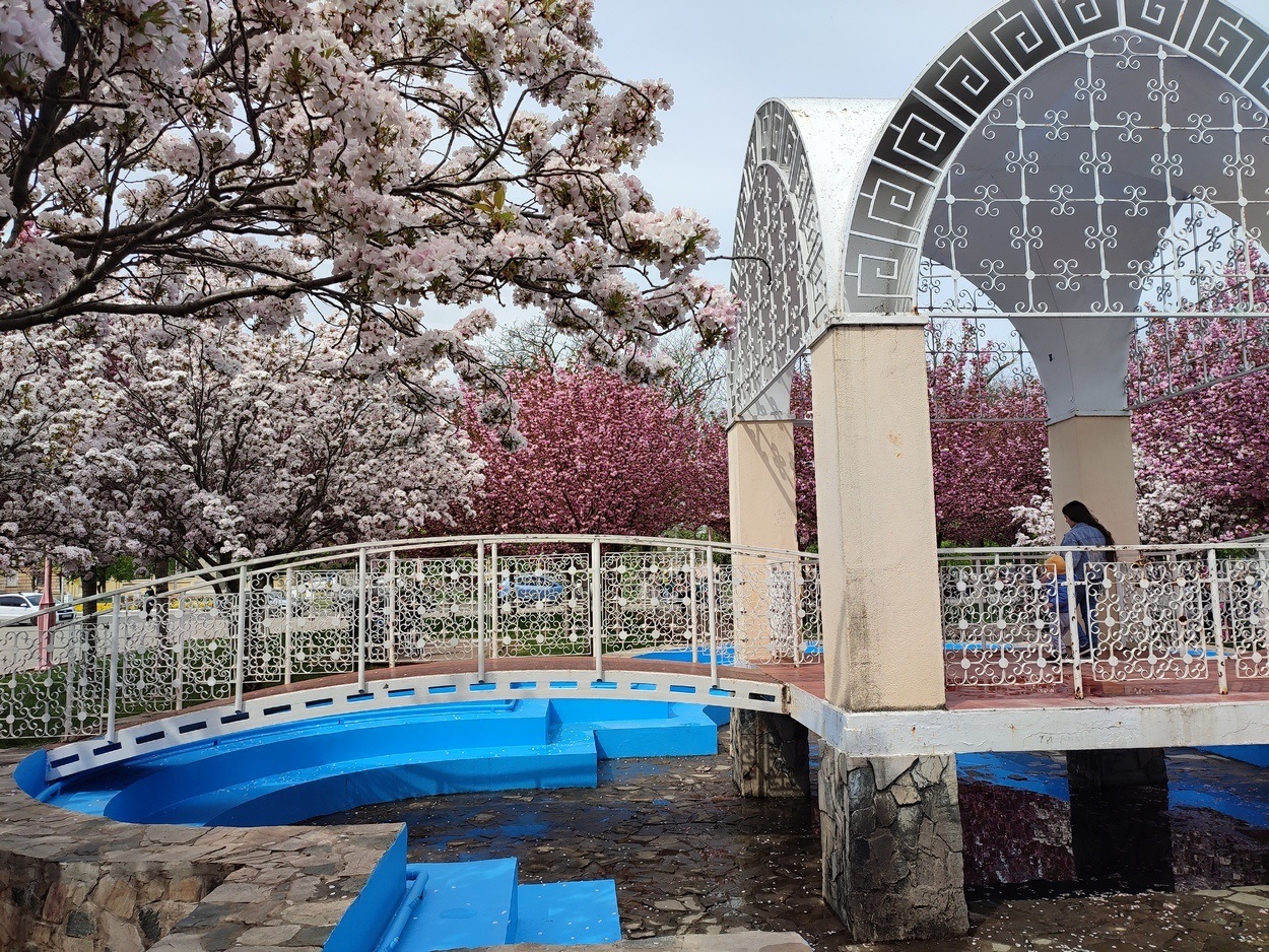 В Ізмаїлі почали квітнути сакури (ФОТО)