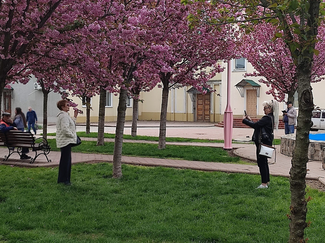 В Ізмаїлі почали квітнути сакури (ФОТО)