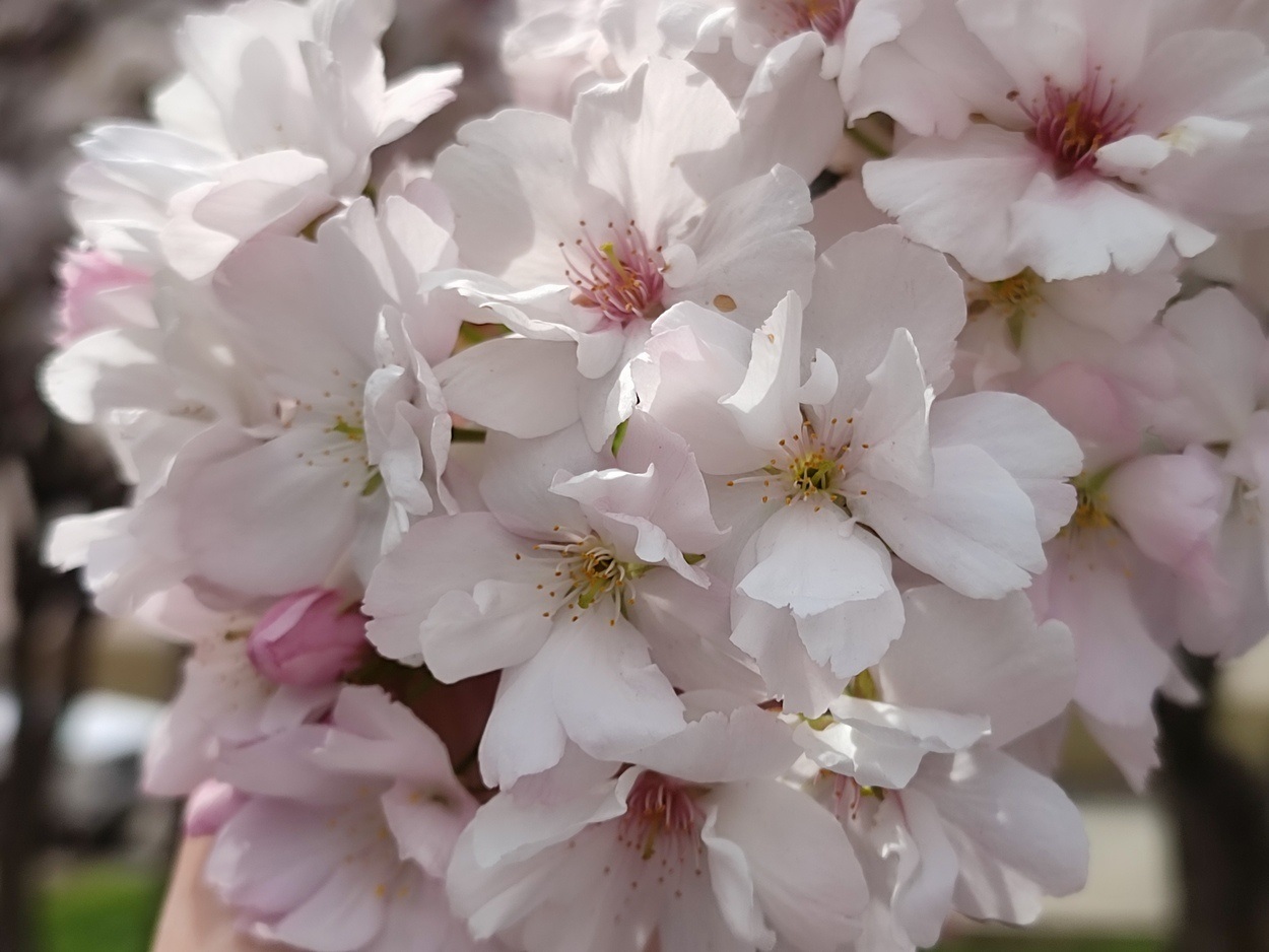 В Ізмаїлі почали квітнути сакури (ФОТО)