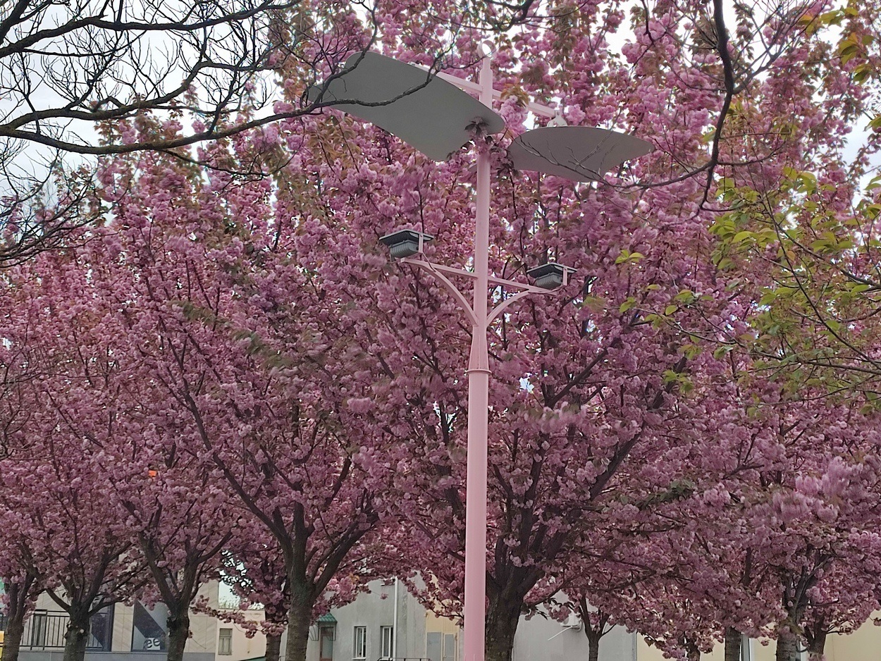 В Ізмаїлі почали квітнути сакури (ФОТО)