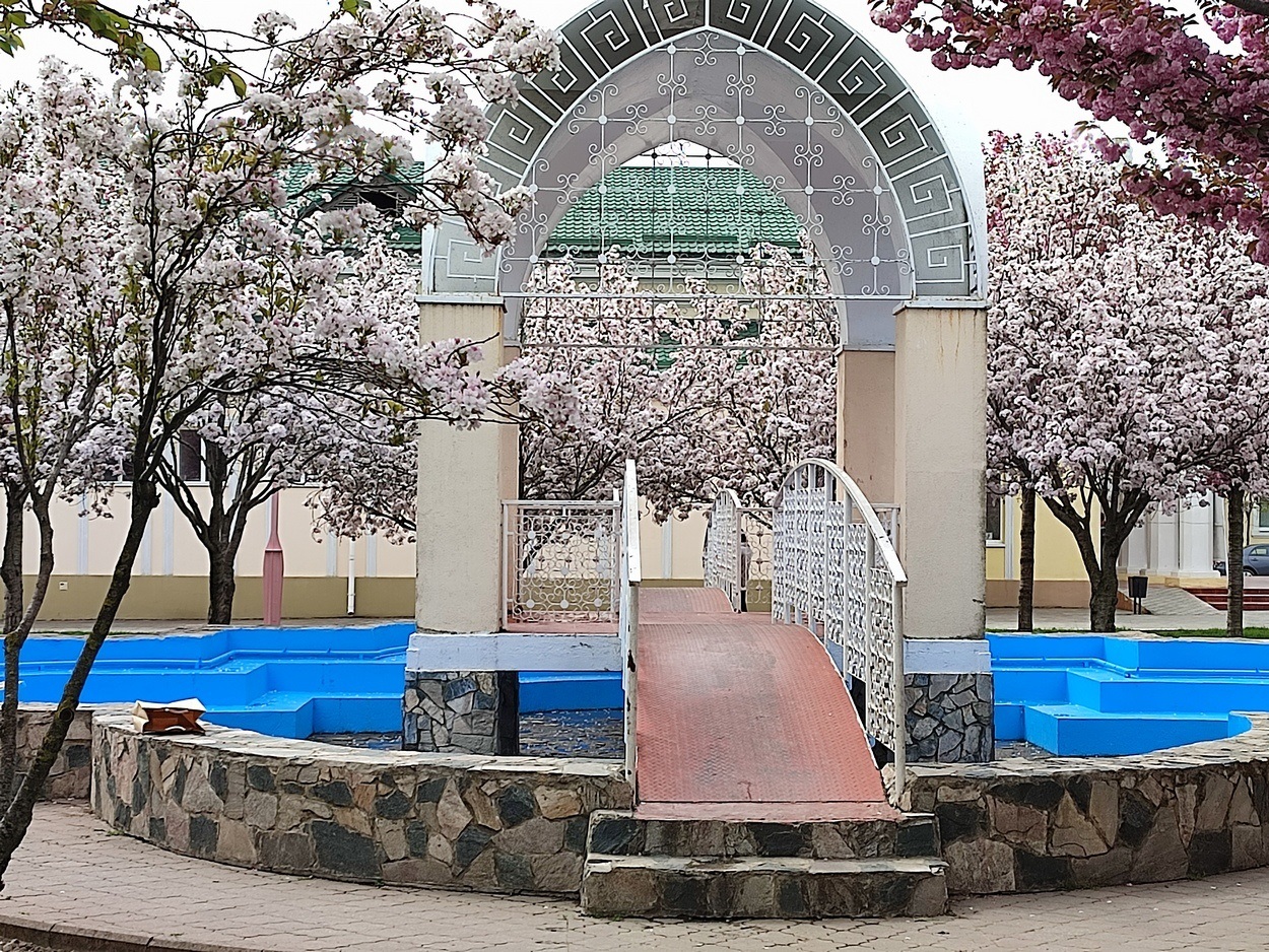 В Ізмаїлі почали квітнути сакури (ФОТО)