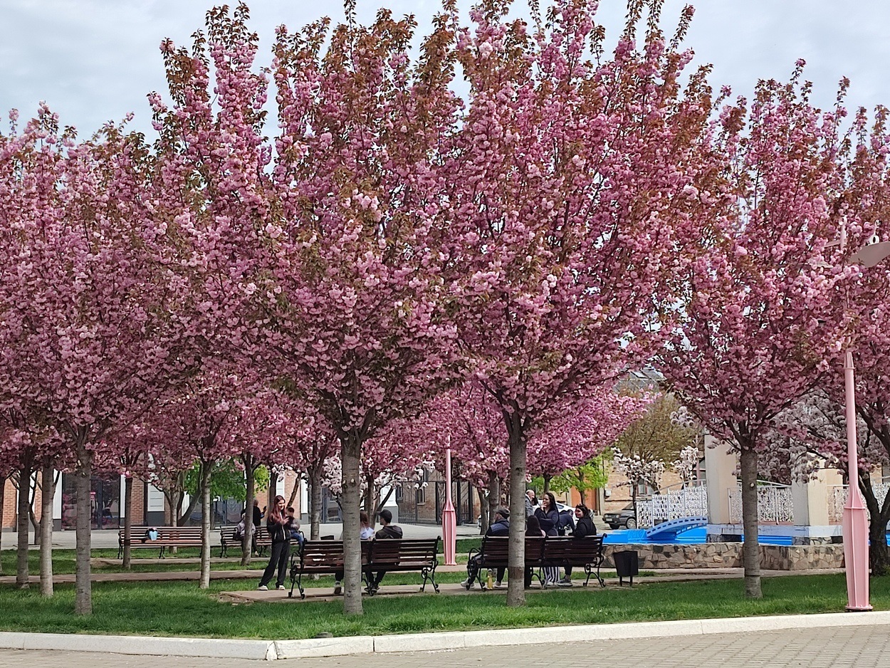 В Ізмаїлі почали квітнути сакури (ФОТО)