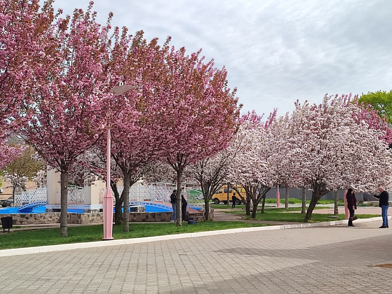 В Ізмаїлі почали квітнути сакури (ФОТО)