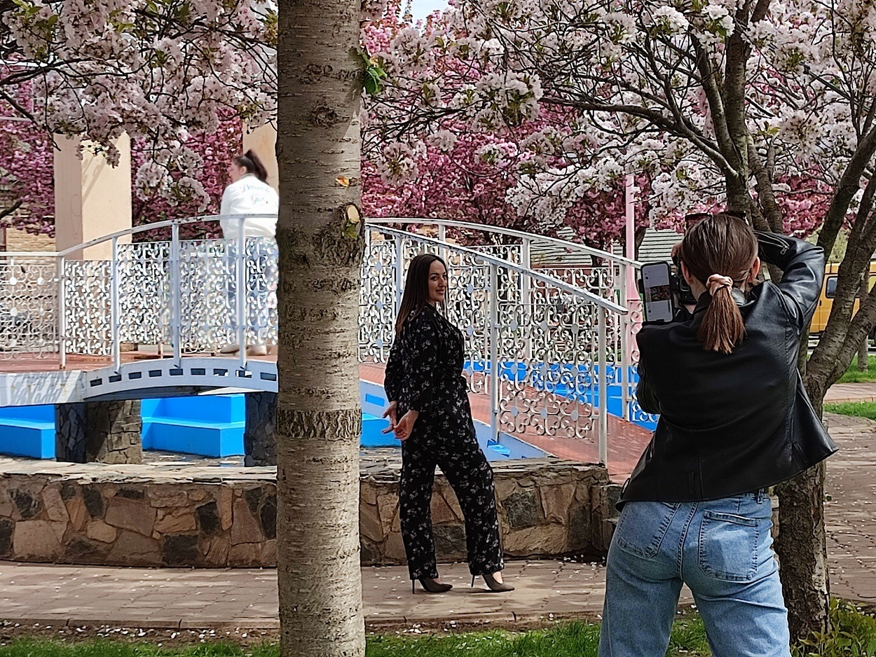 В Ізмаїлі почали квітнути сакури (ФОТО)