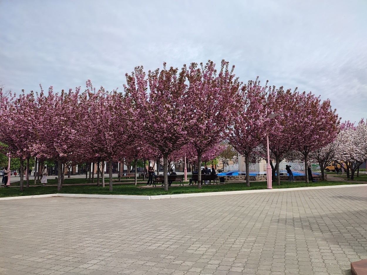 В Ізмаїлі почали квітнути сакури (ФОТО)