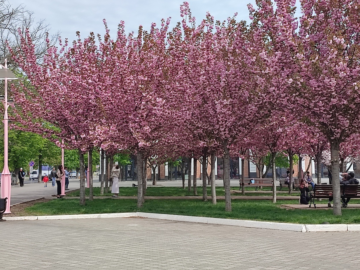 В Ізмаїлі почали квітнути сакури (ФОТО)